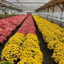 시가지도 이미지