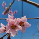 걷달이의 강화나들길 16코스(창후리선착장~외포선착장), 서해황금들녘길