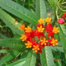 아스클레피아스 [금관화,milkweed,Asclepias](10분) 이미지