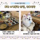 산호애견 이미지