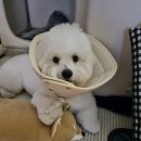 강아지 넥카라 🐶 개놀자 오가닉 펜타곤 넥카라 내돈내산 후기! (광고X)