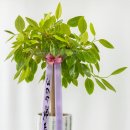 대형 뱅갈고무나무 설치 후기🌿병원 · 오피스 · 개업 인테리어 추천식물