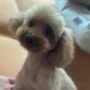 쫑랑쫑랑 이미지