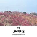 매화길 | 경남 진주 여행 가볼 만한 곳 매화숲 가는길 개방 시간 실시간 후기