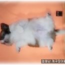 팅커벨 이미지