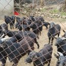 보은질고지흑염소농장 이미지