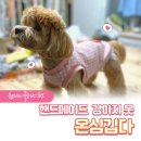 온심깁다 | [울산 동구 놀거리] 핸드메이드 강아지옷 만들기 원데이클래스 후기 :: 온심깁다 재봉공방