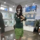 마리켄넬 24시강아지분양 애견분양 애견샵 | 일산,파주애견분양 추천 버니두들 전문분양샵 두들입양 마리켄넬