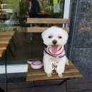 젤리즈펫 이미지