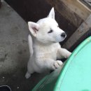 멍뭉이 쌀롱 네이버블로그