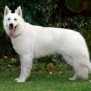 화이트 독 이미지