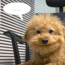 미미스시