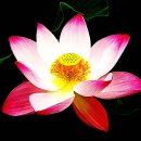 평범한일상