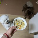 나라라펫 | 강아지 오메가3 오일 영양제 추천 - 뉴트롤린 센시티브, 펫페어 본품 당첨으로 시작된 찐후기