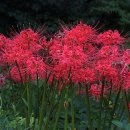 선운사꽃무릇 이미지