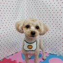 펫피파니 이미지