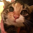 월평새뜸로 이미지