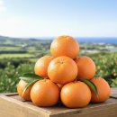 제주하우스 이미지