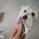 청원산단3길 L | 멍쿠 청주 오창 애견 수제간식 포장후기