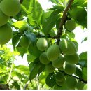 오병이어영농조합법인 이미지