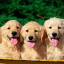 예뿐강아지 이미지