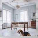 현대동물병원 애견용품 | 상암동 애견분양 실패 없는 선택을 위한 지역별 체크포인트