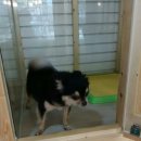 매력it개 이미지