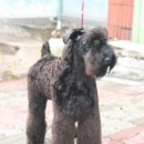 블루퍼피 이미지