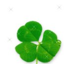 네잎클로버 이미지