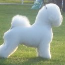 도리도리펫샵 이미지