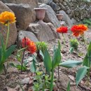 소천월가 이미지