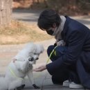딩고 이미지