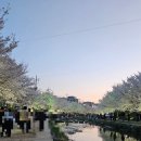 원성천1길161-3 | [천안] 천안 벚꽃 명소 추천 | 원성천 벚꽃길 후기 &amp; 문화가 흐르는 산책로 행사 일정