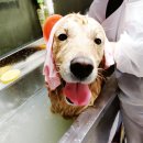 통영반려견 셀프목욕탕 이미지