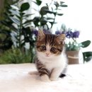 묘신사 그루밍 | 부산서면고양이분양, 브리티쉬숏헤어 다양한 모색이 많은 곳