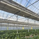 산모퉁이 | "아이랑 가기 최고🍓 인천 딸기체험 추천 "산모퉁이농원 솔직후기"