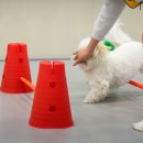 로이네 애견호텔 | [ 서초 강아지유치원] 매일 진행되는 야외 산책과 후각 활동까지! 옐레드 서초교대역점에서~