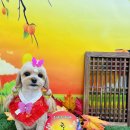 눈부시개 이미지