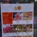 삼선산수목원 벚나무 이미지