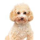 곱슬강아지 이미지