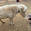 나눔농장 | 파주 나눔농장 후기｜아이와 가기 좋은 동물체험 농장 (먹이체험 가능)