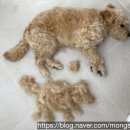 몽스빌리지 이미지