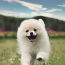 우리동물약국 이미지