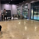 도그런살롱 이미지