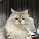 저희집 냥냥이 셀커크렉스. 댕댕이 비숑