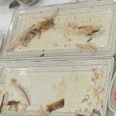 생선구이 이미지