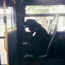 개는 어떻게 스스로 버스를 타서는 목적지까지 찾아가나요? 이미지
