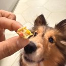 동그랑댕 | 듀먼 수제간식 3총사 토핑추천 닭안심, 치킨텐더, 동그랑댕 솔직 급여 후기