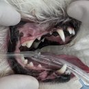 마곡M동물의료센터 이미지