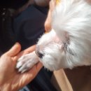 디케어텔